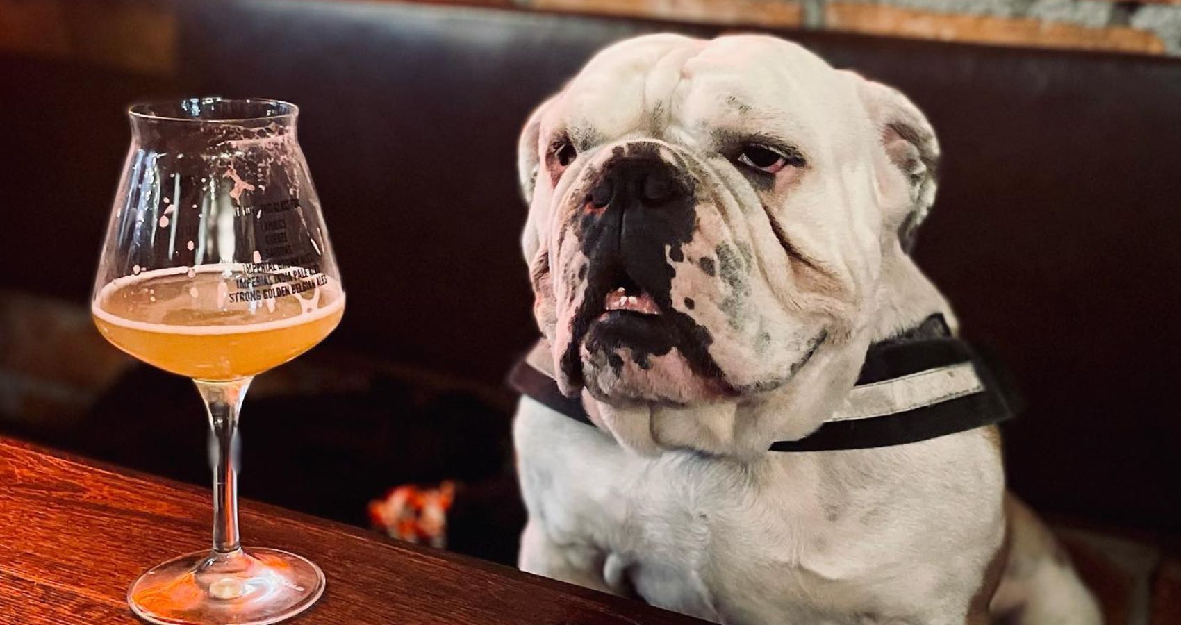 Vit bulldog som sitter vid barbord med en öl framför sig i glas.